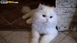 Em gã chồng chịch vợ của anh trai khi đến ở nhờ vietsub