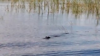 loạn luân dì cháu