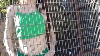 [Giáo viên dạy nhảy Sisi] Vũ điệu khỏa thân siêu gợi cảm, không dùng bao cao su, đứng bằng một chân ~ thật ngầu...