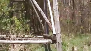 Cảnh báo đau thận! Cô gái cấp tiên "Mira" lụa đen giá trị cao, hổ trắng xinh đẹp nổi tiếng...