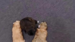 229SCUTE-1401 Rino (20) S-Cute Một cô gái cạo râu cảm thấy rất tuyệt khi hông cô ấy chuyển động